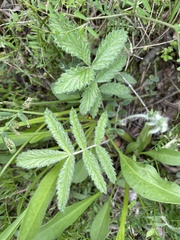 Potentilla discolor