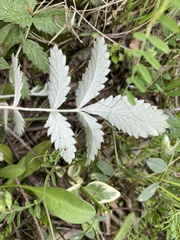 Potentilla discolor