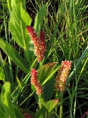 Acalypha punctata punctata