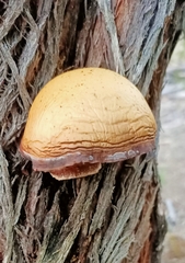 Cryptoporus