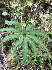 Paris polyphylla stenophylla
