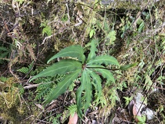 Paris polyphylla stenophylla