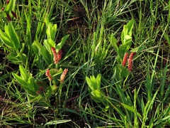 Acalypha punctata punctata