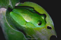 Cochranella granulosa