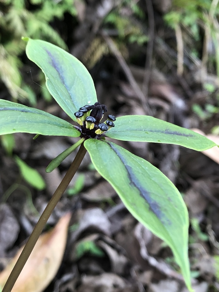 Paris fargesii (Paris fargesii)