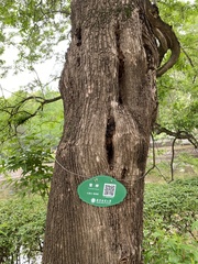 Fontanesia phillyreoides