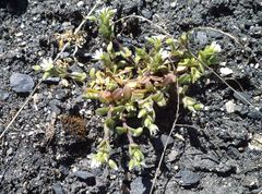 Cerastium pumilum glutinosum