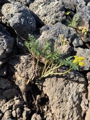 Lomatium roseanum