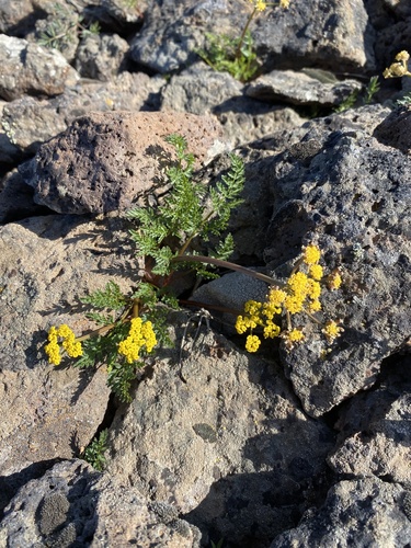 adobe parsley (Lomatium roseanum)