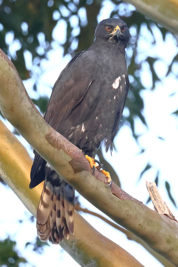 Black Goshawk from Sweet Valley, Cape Town, 7945, South Africa on April ...