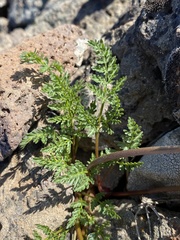 Lomatium roseanum