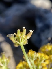 Lomatium roseanum
