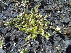 Cerastium pumilum glutinosum