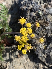 Lomatium roseanum