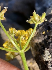Lomatium roseanum