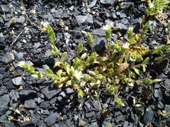 Cerastium pumilum glutinosum