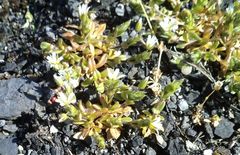 Cerastium pumilum glutinosum