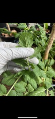 Erodium moschatum