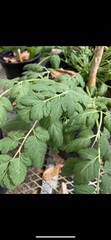 Erodium moschatum