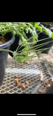 Erodium moschatum