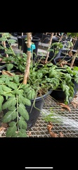 Erodium moschatum