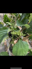 Laportea canadensis