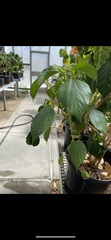 Laportea canadensis