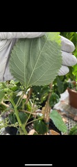 Laportea canadensis