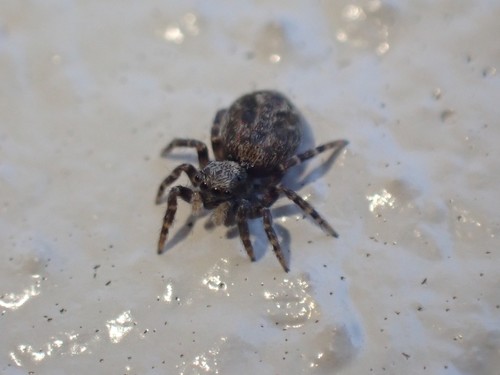 House Jumping Spider photo 5