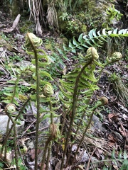 Polystichum acutidens