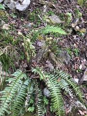 Polystichum acutidens