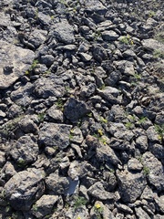 Lomatium roseanum