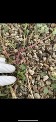 Amaranthus blitum