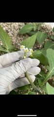 Solanum nigrum