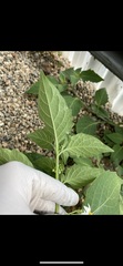 Solanum nigrum