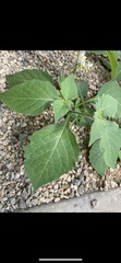 Solanum nigrum