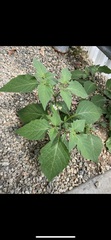 Solanum nigrum