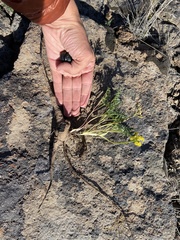 Lomatium roseanum