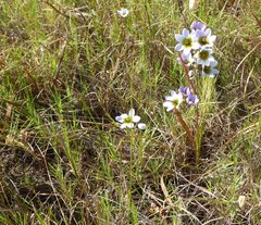 Ixia monadelpha