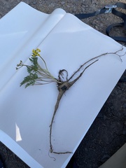 Lomatium roseanum