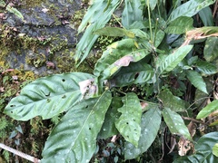 Lithocarpus lepidocarpus