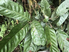 Lithocarpus lepidocarpus