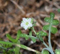 Pholistoma membranaceum