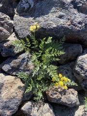 Lomatium roseanum