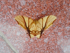 Trotocraspeda divaricata