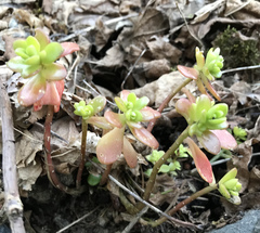 Sedum kimnachii
