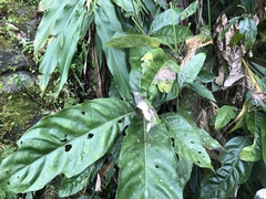 Lithocarpus lepidocarpus