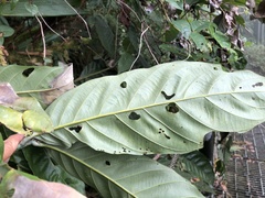 Lithocarpus lepidocarpus