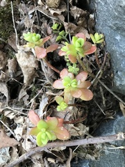 Sedum kimnachii