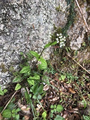 Valeriana hsui